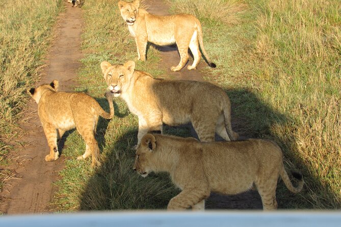 9 Days Amboseli-Ol Pejeta-Aberdare-Nakuru-Naivasha-Masai Mara - Day 4: Aberdare trades open plains for forest and waterholes