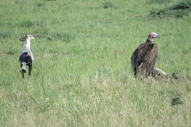 9 Days Amboseli-Ol Pejeta-Aberdare-Nakuru-Naivasha-Masai Mara - Day 7: The Masai Mara delivers the grand finish