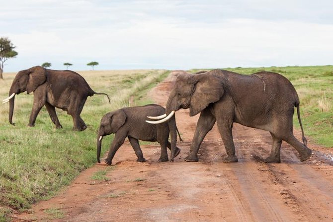 9-Days Best of Kenya Wildlife Private 4X4 Jeep Safari - Day 1: Nairobi to Maasai Mara