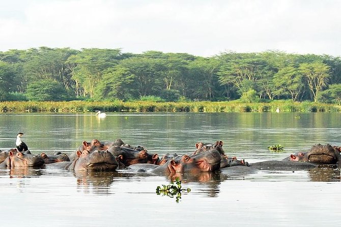 9-Days Best of Kenya Wildlife Private 4X4 Jeep Safari - Days 5 and 6: Amboseli and Mount Kilimanjaro