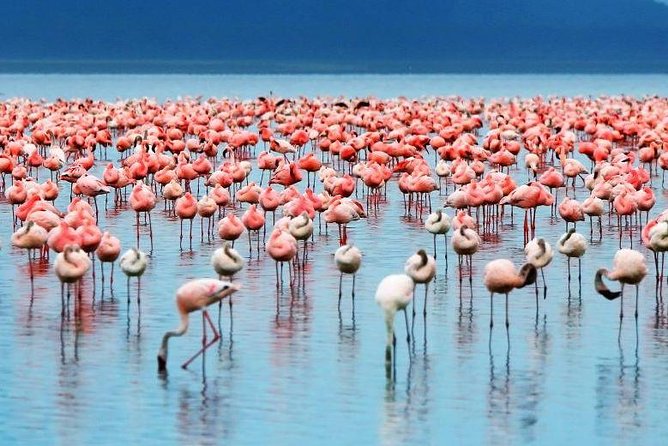 9-Days Best of Kenya Wildlife Private 4X4 Jeep Safari - Days 7 and 8: Tsavo West and Tsavo East