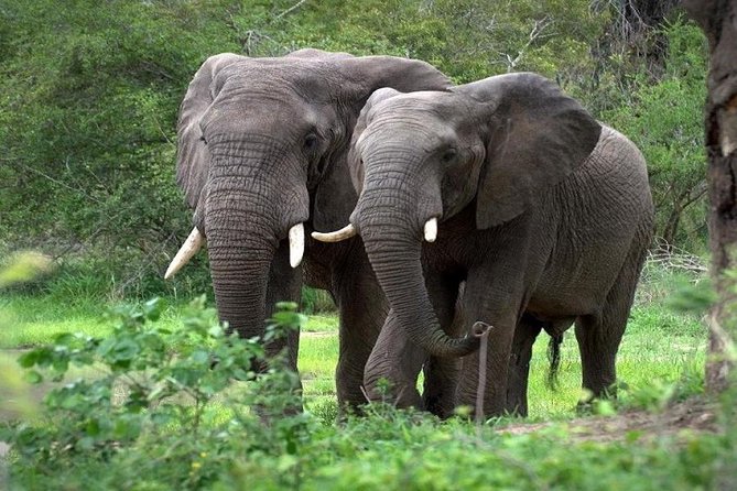 9-Days Best of Kenya Wildlife Private 4X4 Jeep Safari - Day 9: Tsavo East and your onward journey