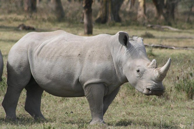 9-Days Best of Kenya Wildlife Private 4X4 Jeep Safari - What the private Jeep changes