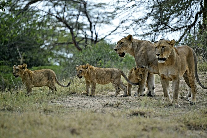 9- Days Classic Kenya Family Safari - Day 3: Rhinos and birdlife at Lake Nakuru