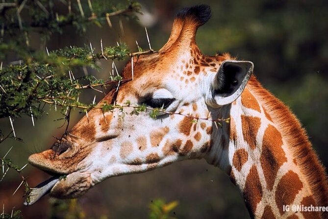9- Days Classic Kenya Family Safari - Day 7: From Amboseli to Tsavo West