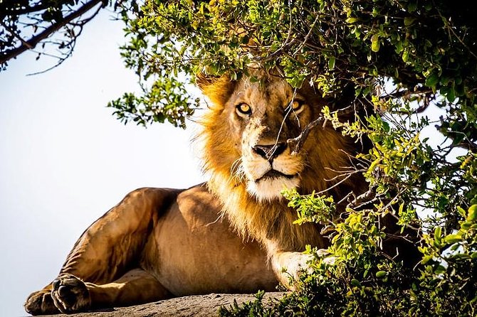 9 Days Kenya and Tanzania Wildlife Experience - Key points to know before booking