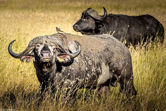 9 Days Kenya and Tanzania Wildlife Experience - Why combine Maasai Mara and Serengeti?