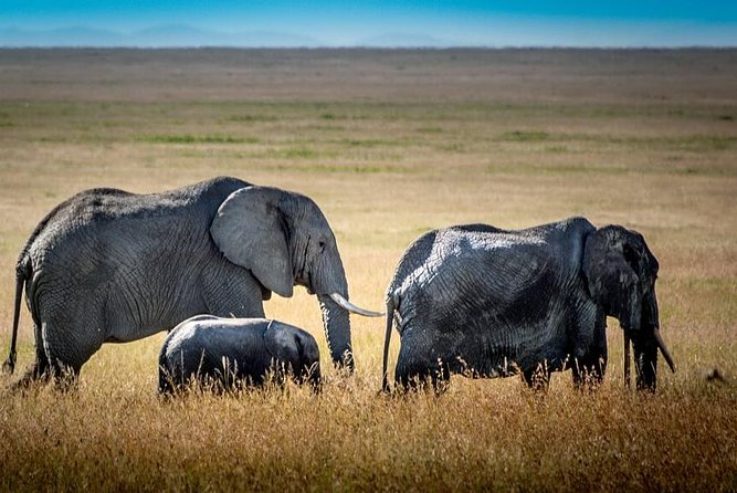 9 Days Kenya and Tanzania Wildlife Experience - Day 8: Lake Manyara, Arusha, and the shuttle to Nairobi