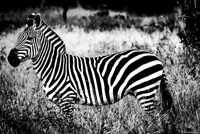 9 Days Kenya and Tanzania Wildlife Experience - Day 3: Two game drives in Maasai Mara