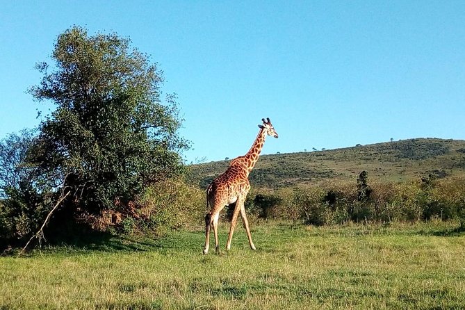9 Days Kenya Classic Lodge Safari - Day 4: Lake Naivasha and Hell’s Gate at a slower pace