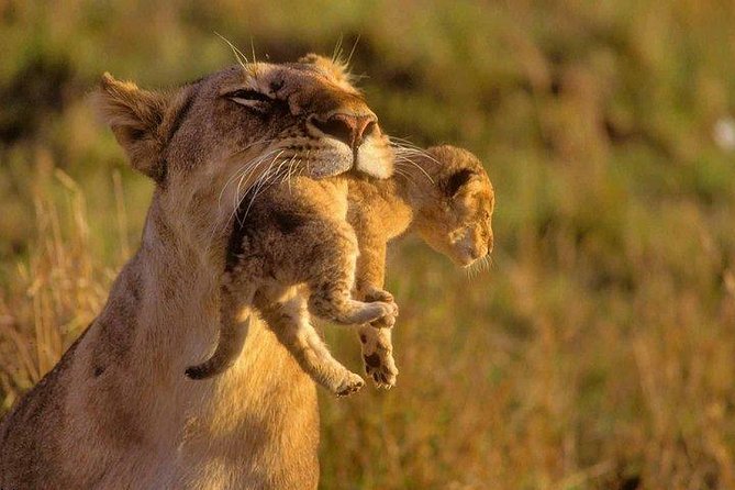 9 Days Kenya Classic Lodge Safari - Days 5 and 6: Elephants and Kilimanjaro views in Amboseli