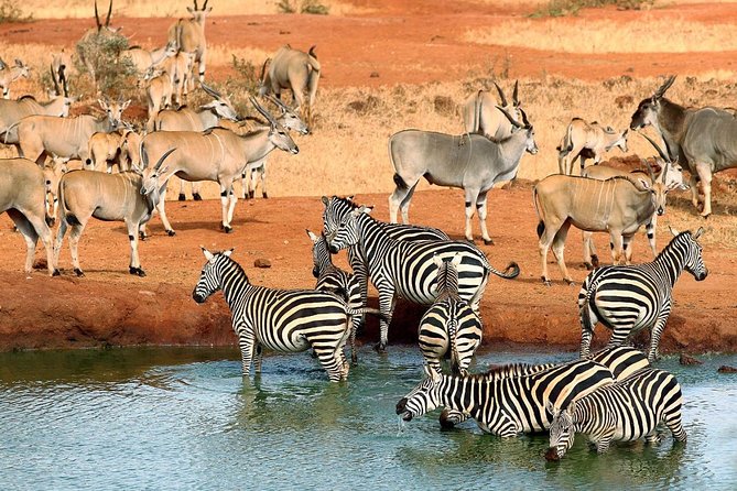 9 Days Kenya Classic Lodge Safari - Day 9: A final Tsavo drive and your choice of finish