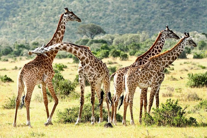9 Days Kenya Classic Lodge Safari - Days 1 and 2: Big skies and big cats in the Masai Mara