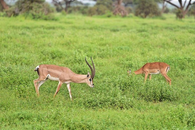 9 Days Samburu- Nakuru- Mara-Naivasha- Amboseli Wild Safari - Why this route works for a first Kenya safari