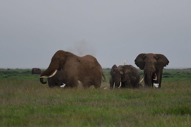 9 Days Samburu- Nakuru- Mara-Naivasha- Amboseli Wild Safari - Day 4: Crossing to Maasai Mara via Narok