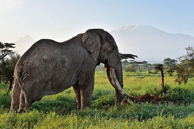 9 Days Samburu- Nakuru- Mara-Naivasha- Amboseli Wild Safari - Day 5: A full Mara day and the famous river
