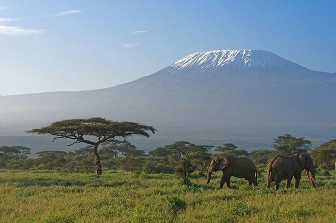 9 Days Samburu- Nakuru- Mara-Naivasha- Amboseli Wild Safari - Day 6: Morning Mara drive, Naivasha, and the route problem