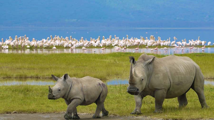 A day tour; Lake Nakuru national park& L. Naivasha Boat ride - Two Kenyan lakes, one very long day