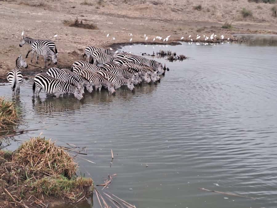 A day tour; Lake Nakuru national park& L. Naivasha Boat ride - Lunch between Nakuru and Naivasha