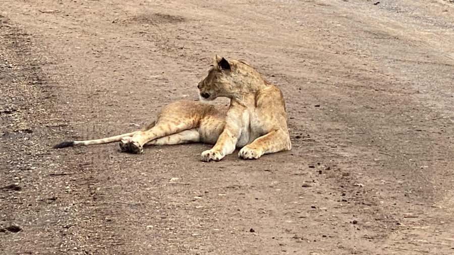 A day tour; Lake Nakuru national park& L. Naivasha Boat ride - What the $145 price really buys you