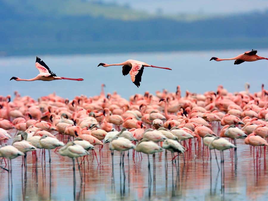A day tour; Lake Nakuru national park& L. Naivasha Boat ride - The early departure from Nairobi