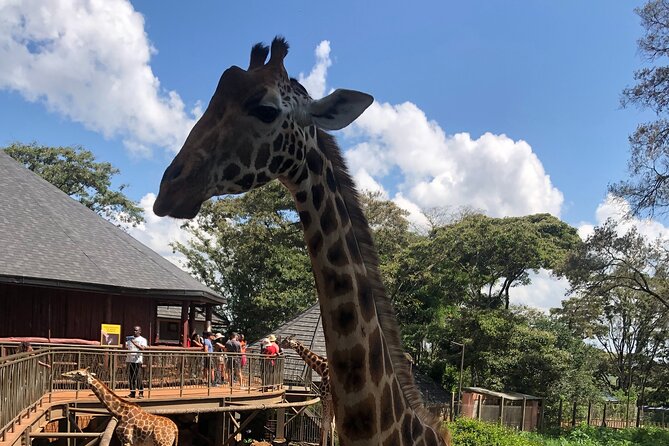 A Day Tour to Giraffe Center in Nairobi Kenya - What the conservation message adds