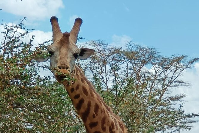 A Day Tour to Giraffe Center in Nairobi Kenya - Is $78 a fair price?