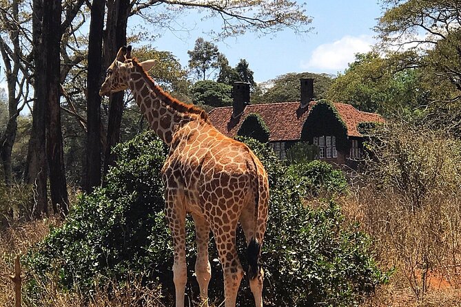 A Day Tour to Giraffe Center in Nairobi Kenya - A flexible morning from Nairobi’s CBD