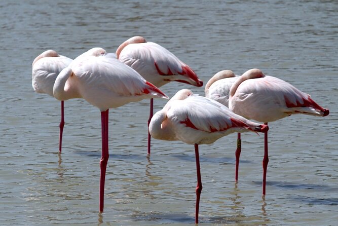 A thrilling Kenya 4 Days Adventure: Masai Mara &Lake Nakuru - Why the Maasai Mara portion matters