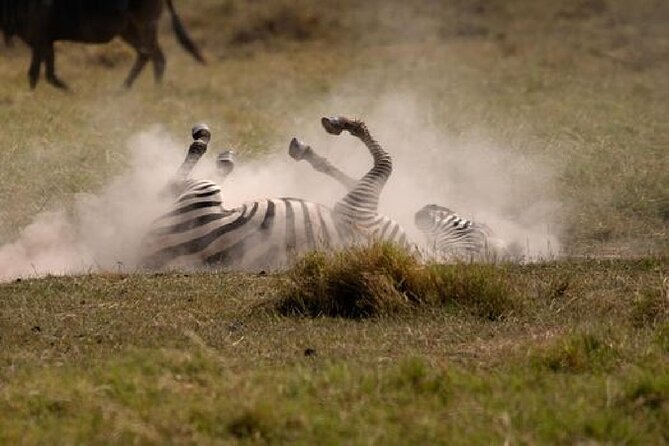 A thrilling Kenya 4 Days Adventure: Masai Mara &Lake Nakuru - Day 4: Flamingos, rhinos, and the return to Nairobi