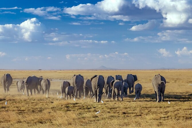 A thrilling Kenya 4 Days Adventure: Masai Mara &Lake Nakuru - What the $1,500 price includes