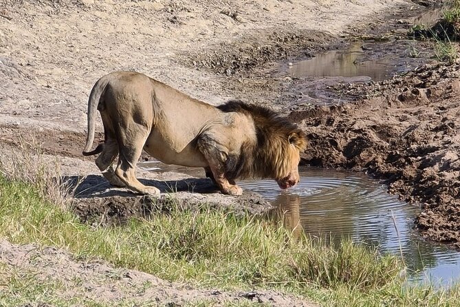 A thrilling Kenya 4 Days Adventure: Masai Mara &Lake Nakuru - The guide and vehicle can shape the whole trip