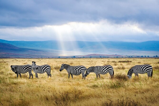 A thrilling Kenya 4 Days Adventure: Masai Mara &Lake Nakuru - Who should book this four-day safari?