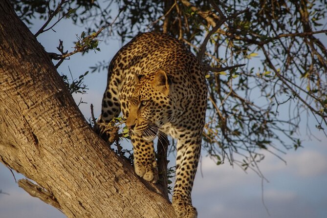 A thrilling Kenya 4 Days Adventure: Masai Mara &Lake Nakuru - Day 2: Sunrise animals and a full day in the Mara