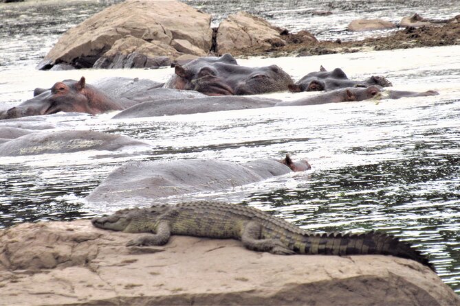 Adventure-fueled 3 Days Maasai Mara Safari - Enchoro Wildlife Camp and included meals