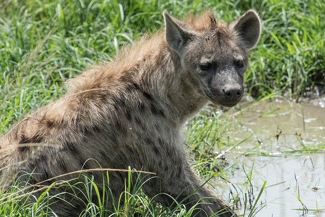 African Wildlife & Nature - 5 Kenya national parks - 6 day Jeep Safari - Day 6: Returning to Nairobi by way of the Rift Valley