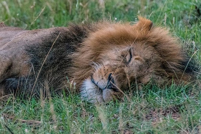 African Wildlife & Nature - 5 Kenya national parks - 6 day Jeep Safari - Lodging, meals, and what the price covers
