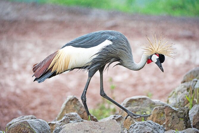 African Wildlife Safari 7 Days - Key points to know before booking