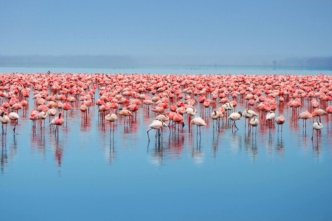 African Wildlife Safari 7 Days - Four wildlife settings in seven days