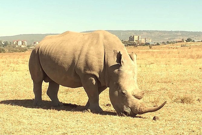 Afternoon half day mini safari to Nairobi National Park - The pop-up roof makes a real difference