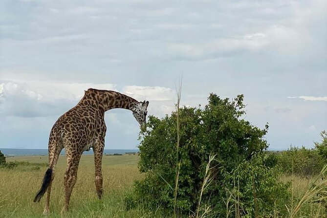 Afternoon half day mini safari to Nairobi National Park - What the private format is worth at $190
