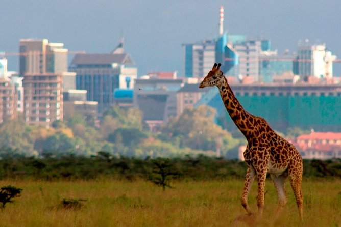 Afternoon half day mini safari to Nairobi National Park - Entering Nairobi National Park through the main gate