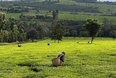 Agro-Tourism Tea Workshop in Nandi Hills
