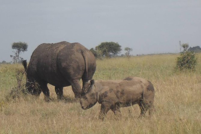 Airport Pick Up To Nairobi National Park / Drop Off - Is $90 a good value?