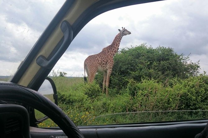 Airport Pick Up To Nairobi National Park / Drop Off - What is included and what you should bring