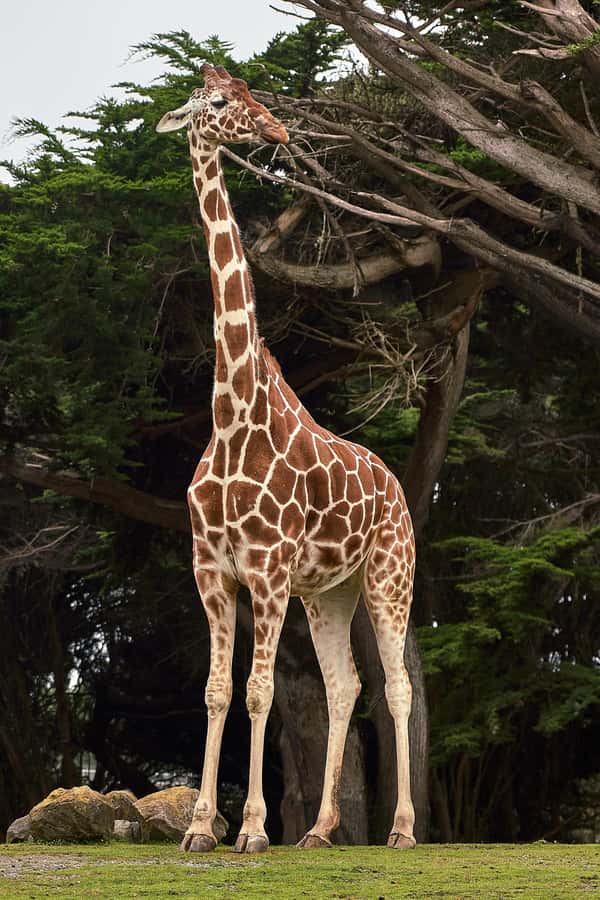 All-Inclusive: Giraffe Centre & Kazuri Beads Factory Visit - Key points to know before booking