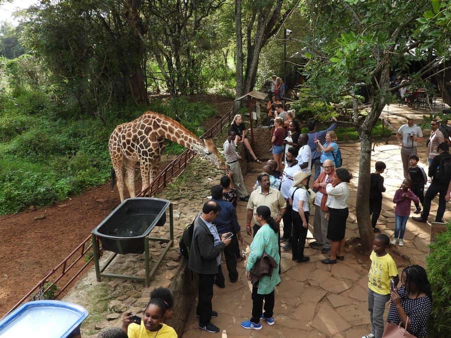 All-Inclusive: Giraffe Centre & Kazuri Beads Factory Visit - Feeding giraffes at the Nairobi Giraffe Centre