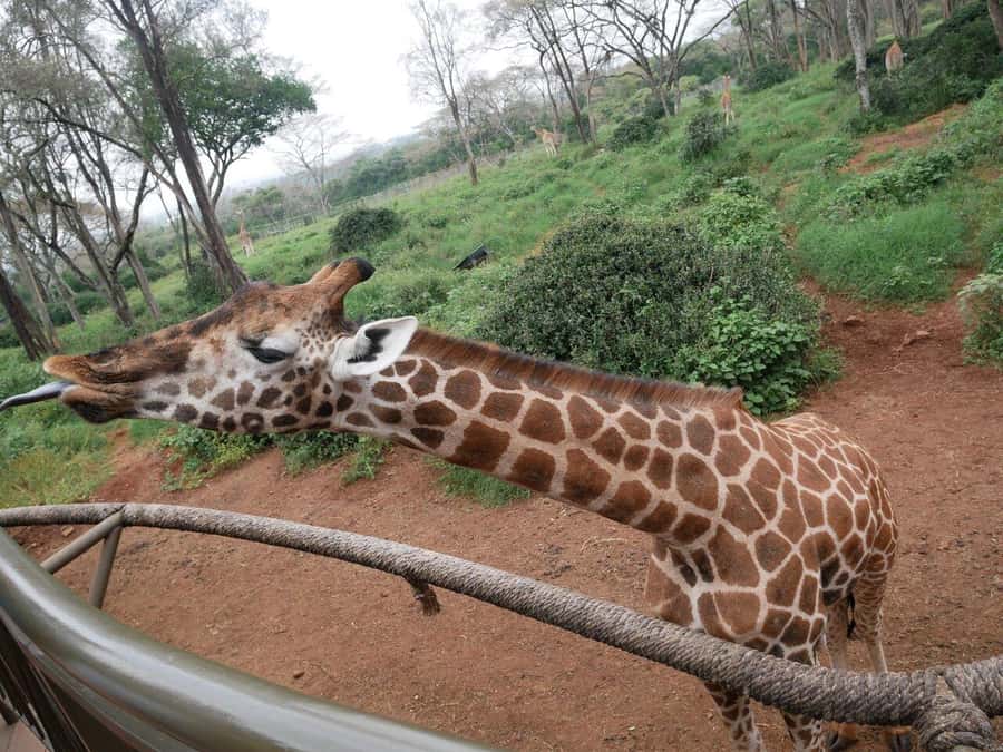 All-Inclusive: Giraffe Centre & Kazuri Beads Factory Visit - What the Rothschild’s giraffe lesson adds