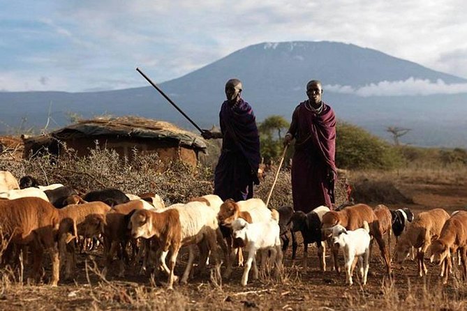 Amboseli Day Tour from Nairobi - Key points before you book