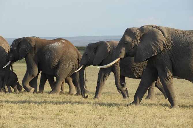 Amboseli Day Tour from Nairobi - Why Amboseli is worth the long road from Nairobi